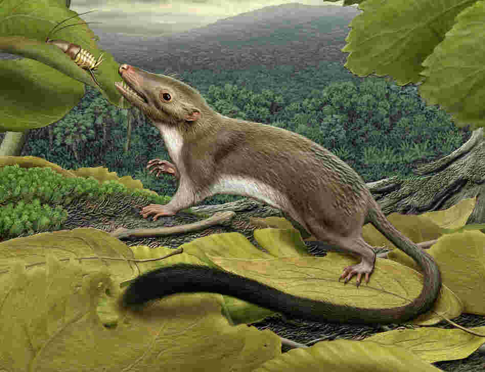 An artist's rendering of the hypothetical placental ancestor, a small insect-eating animal. The research team reconstructed the anatomy of the animal by mapping traits onto the evolutionary tree most strongly supported by the combined phenomic and genomic data and comparing the features in placental mammals with those seen in their closest relatives. An artist's rendering of the hypothetical placental ancestor, a small insect-eating animal. The research team reconstructed the anatomy of the animal by mapping traits onto the evolutionary tree most strongly supported by the combined phenomic and genomic data and comparing the features in placental mammals with those seen in their closest relatives.