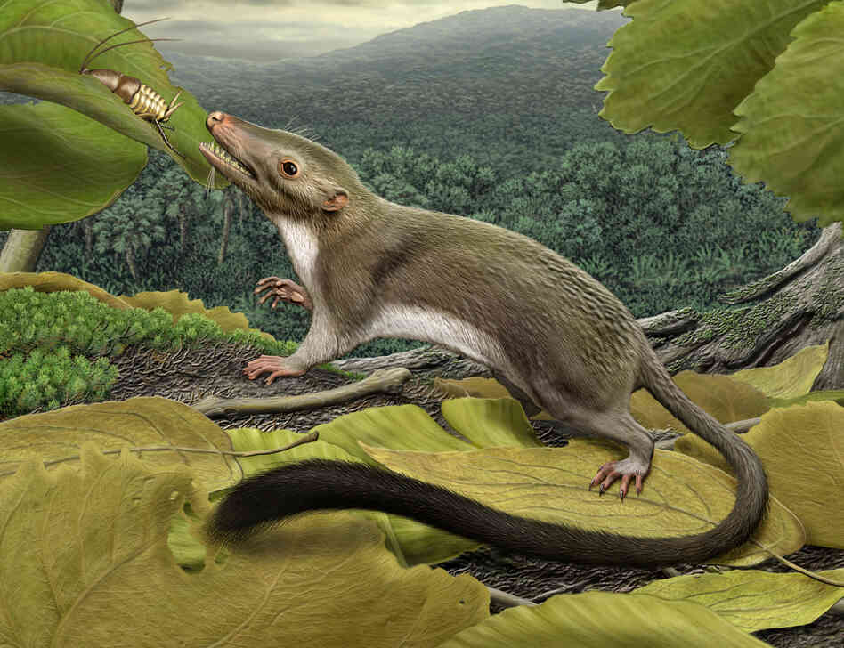 An artist's rendering of the hypothetical placental ancestor, a small insect-eating animal. The research team reconstructed the anatomy of the animal by mapping traits onto the evolutionary tree most strongly supported by the combined phenomic and genomic data and comparing the features in placental mammals with those seen in their closest relatives. An artist's rendering of the hypothetical placental ancestor, a small insect-eating animal. The research team reconstructed the anatomy of the animal by mapping traits onto the evolutionary tree most strongly supported by the combined phenomic and genomic data and comparing the features in placental mammals with those seen in their closest relatives.