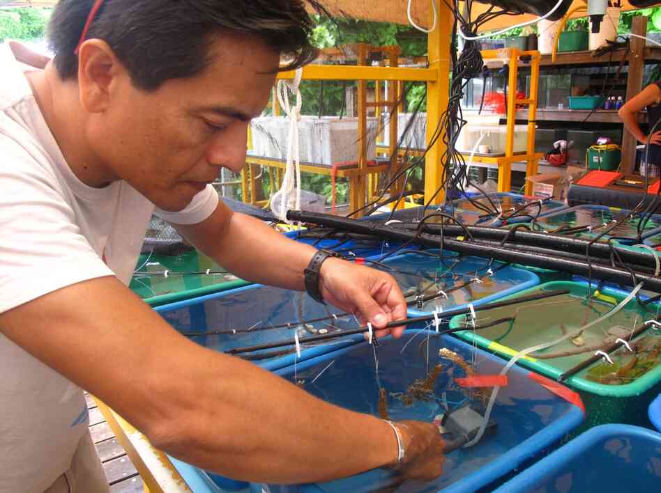 Guillermo Diaz-Pulido from Griffith University in Brisbane grows bits of seaweed attached to pieces of coral in tanks at the research facility on Australia's Heron Island. Guillermo Diaz-Pulido from Griffith University in Brisbane grows bits of seaweed attached to pieces of coral in tanks at the research facility on Australia's Heron Island.