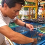 Guillermo Diaz-Pulido from Griffith University in Brisbane grows bits of seaweed attached to pieces of coral in tanks at the research facility on Australia's Heron Island.