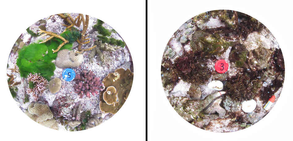 This composite image of pots used in the experiment shows how healthy coral (left) is dramatically affected by higher carbon dioxide levels and sea temperatures (right). This composite image of pots used in the experiment shows how healthy coral (left) is dramatically affected by higher carbon dioxide levels and sea temperatures (right).