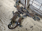 Four of seven baby Komodos born at the Surabaya Zoo in Indonesia last week. Four of seven baby Komodos born at the Surabaya Zoo in Indonesia last week.