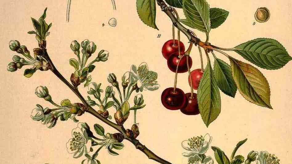The cherry, prunus cerasus — specifically, the variety marasca — is the only plant that appears in the Manhattan cocktail in an easily recognizable form. But as author Amy Stewart explains, the maraschino garnish is far from the only horticultural element of the cocktail. See below for the rest of the ingredients in a Manhattan.