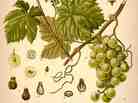One part sweet vermouth ... As a fortified wine, vermouth started out as Vitis Vinifera. After fermentation, the wine met a host of other botanicals as well.