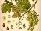 One part sweet vermouth ... As a fortified wine, vermouth started out as Vitis Vinifera. After fermentation, the wine met a host of other botanicals as well. One part sweet vermouth ... As a fortified wine, vermouth started out as Vitis Vinifera. After fermentation, the wine met a host of other botanicals as well.
