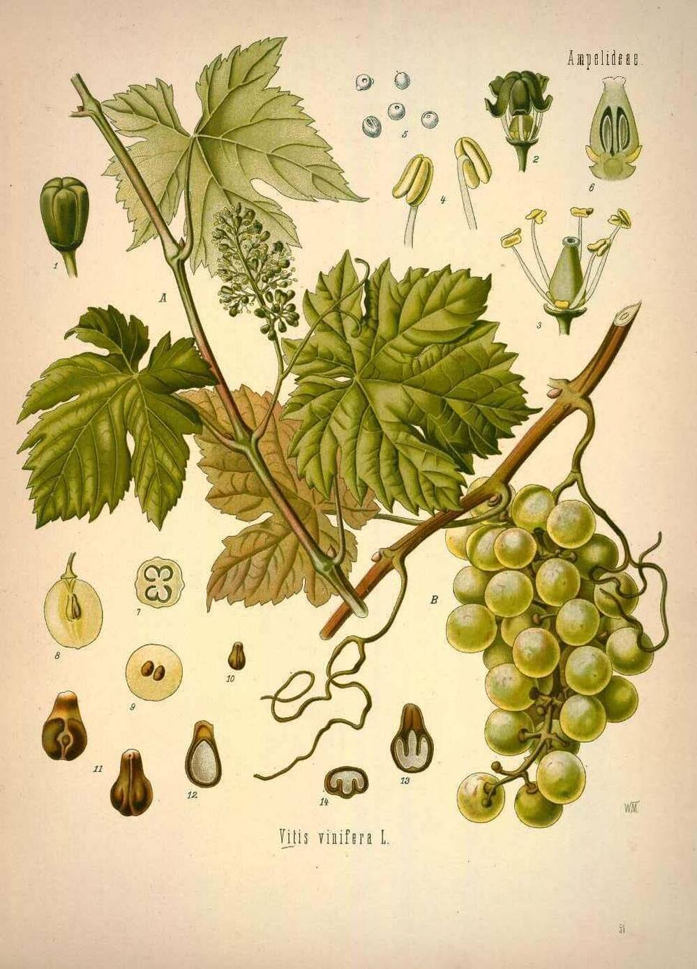 One part sweet vermouth ... As a fortified wine, vermouth started out as Vitis Vinifera. After fermentation, the wine met a host of other botanicals as well.