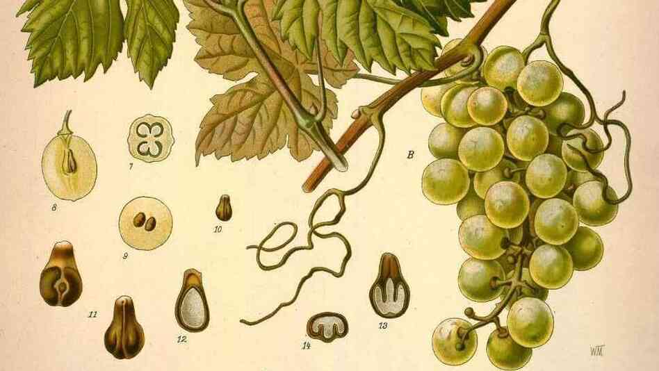 One part sweet vermouth ... As a fortified wine, vermouth started out as Vitis Vinifera. After fermentation, the wine met a host of other botanicals as well.
