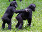 Bonobos at the Lola ya Bonobo sanctuary near Kinshasa in the Democratic Republic of Congo in 2006.