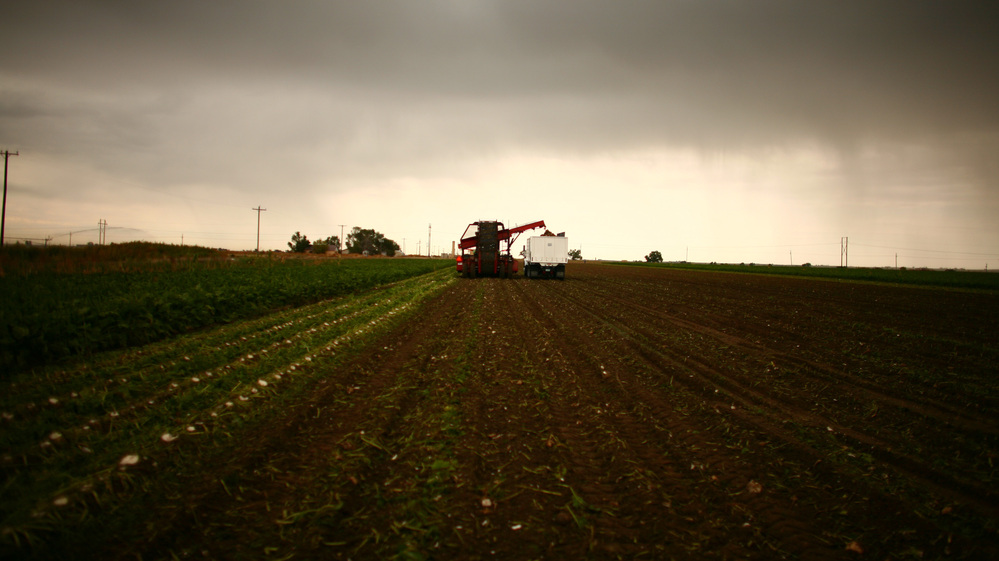 Farmers harvest a sugar beet crop in Gilcrest, Colo.