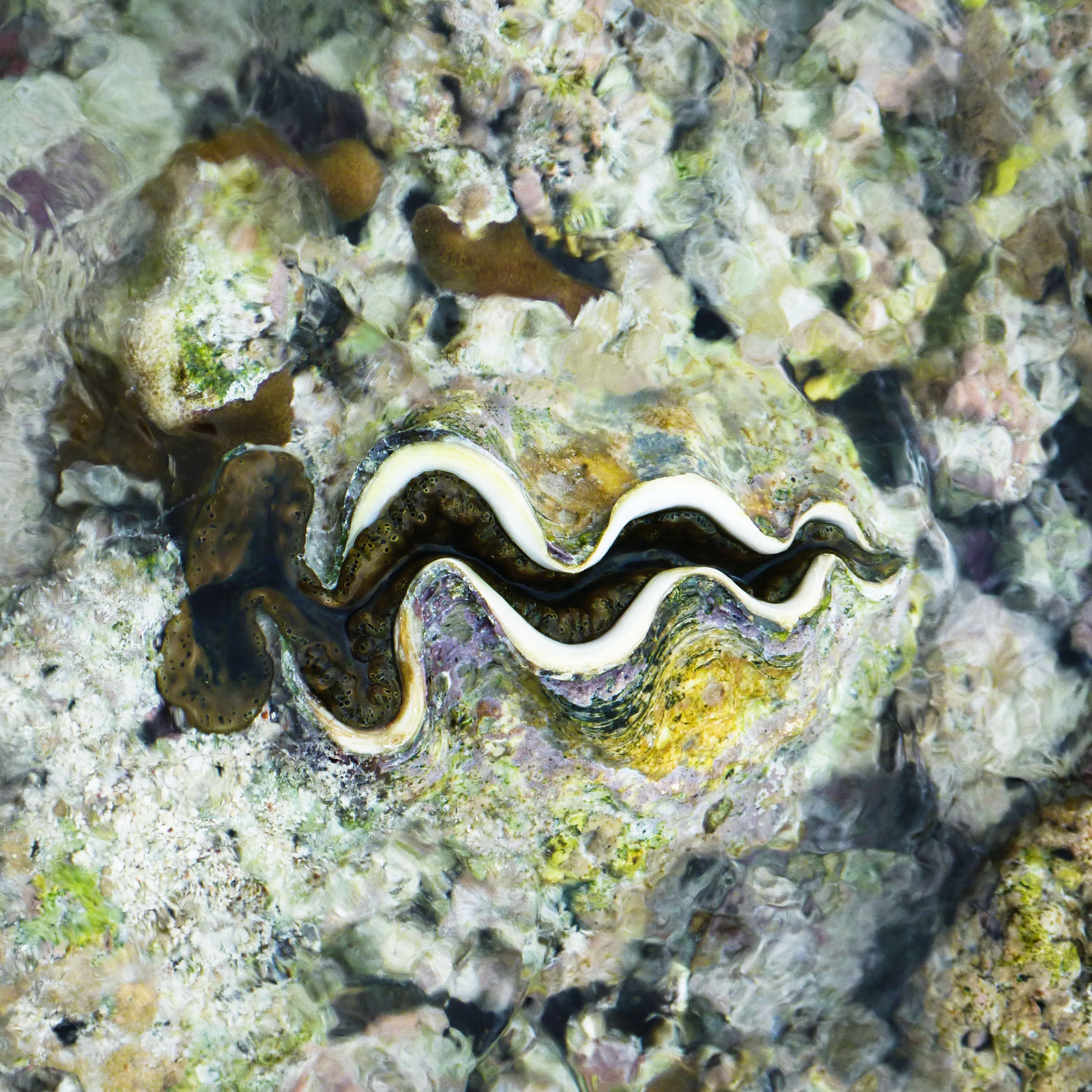 A clam grows on a coral reef near Australia's One Tree Island. The section of reef that Caldeira's team hopes to measure is about one-third the size of a football field.