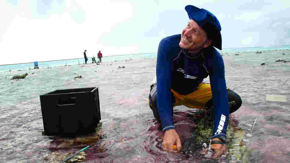 Ken Caldeira of the Carnegie Institution for Science takes a water sample during his experiment out on part of the Great Barrier Reef. The water is slightly pink because his team is using a dye to trace an acid-neutralizing chemical as it flows across the reef.