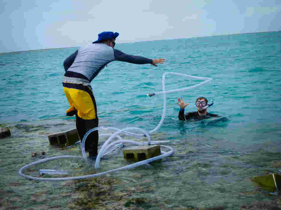 Caldeira (left) tosses some plastic tubing that will pipe in the antacid, mixed with nontoxic red dye, from a floating tank nearby to see whether the reef will grow faster under less-acidic conditions.