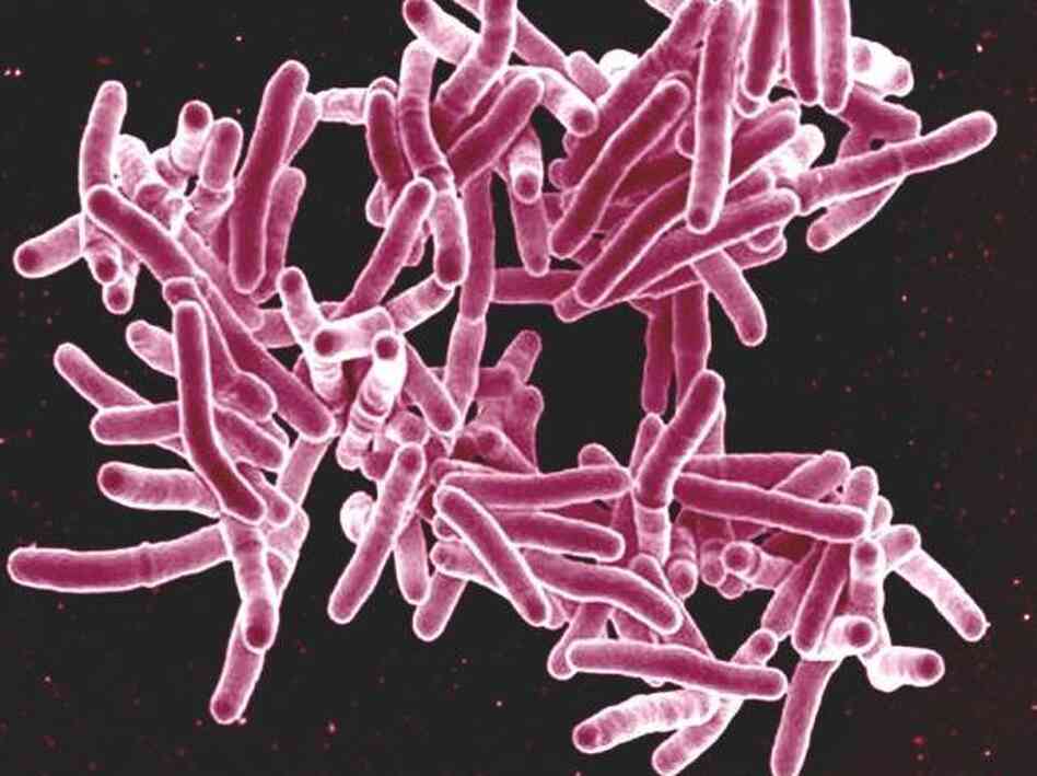 About a third of the world's population is thought to be infected with Mycobacterium tuberculosis, but only a small fraction of people get the disease.