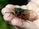 Cicadas live underground and emerge in 13- or 17-year cycles.