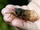Cicadas live underground and emerge in 13- or 17-year cycles. Cicadas live underground and emerge in 13- or 17-year cycles.