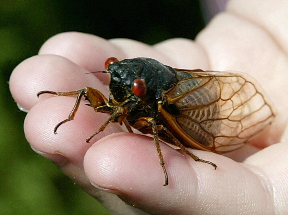 Cicadas live underground and emerge in 13- or 17-year cycles.