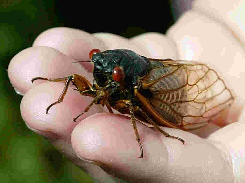 Cicadas live underground and emerge in 13- or 17-year cycles.