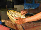 Preparing the soy beans to be fermented