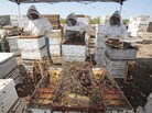 Workers clear honey from dead beehives at a bee farm east of Merced, Calif. Workers clear honey from dead beehives at a bee farm east of Merced, Calif.