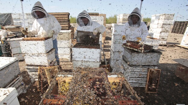 Workers clear honey from dead beehives at a bee farm east of Merced, Calif. (AP)