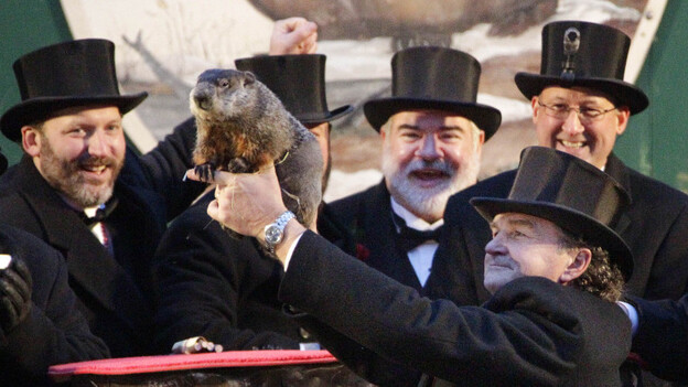 Punxsutawney Phil and his buddies on Groundhog Day, 2012. (AP)