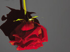 promo image promo image