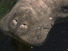 A rescued manatee suffering from exposure to an algae bloom called red tide in southwest Florida comes up for air as it swims into a critical care tank at Tampa's Lowry Park Zoo. A rescued manatee suffering from exposure to an algae bloom called red tide in southwest Florida comes up for air as it swims into a critical care tank at Tampa's Lowry Park Zoo.