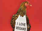 Golden Laced Wyandotte chicken wearing sign reading "I love vegans".
