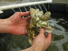 Jonathan Wilker holds up a group of oysters from a tank in his lab at Purdue University. Jonathan Wilker holds up a group of oysters from a tank in his lab at Purdue University.