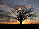 This bur oak, called "The Big Tree" by Missouri locals, has been around for centuries. When a drought hit the state last year, the community came together to offer help and water for the iconic tree. This bur oak, called "The Big Tree" by Missouri locals, has been around for centuries. When a drought hit the state last year, the community came together to offer help and water for the iconic tree.