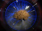 A human brain — part of a 2009 exhibition called "Brain: a world inside your head", in Sao Paulo, Brazil. A human brain — part of a 2009 exhibition called "Brain: a world inside your head", in Sao Paulo, Brazil.
