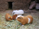 Guinea pigs at a farm for the animals in Puno, Peru, where they're considered a delicacy. Guinea pigs at a farm for the animals in Puno, Peru, where they're considered a delicacy.