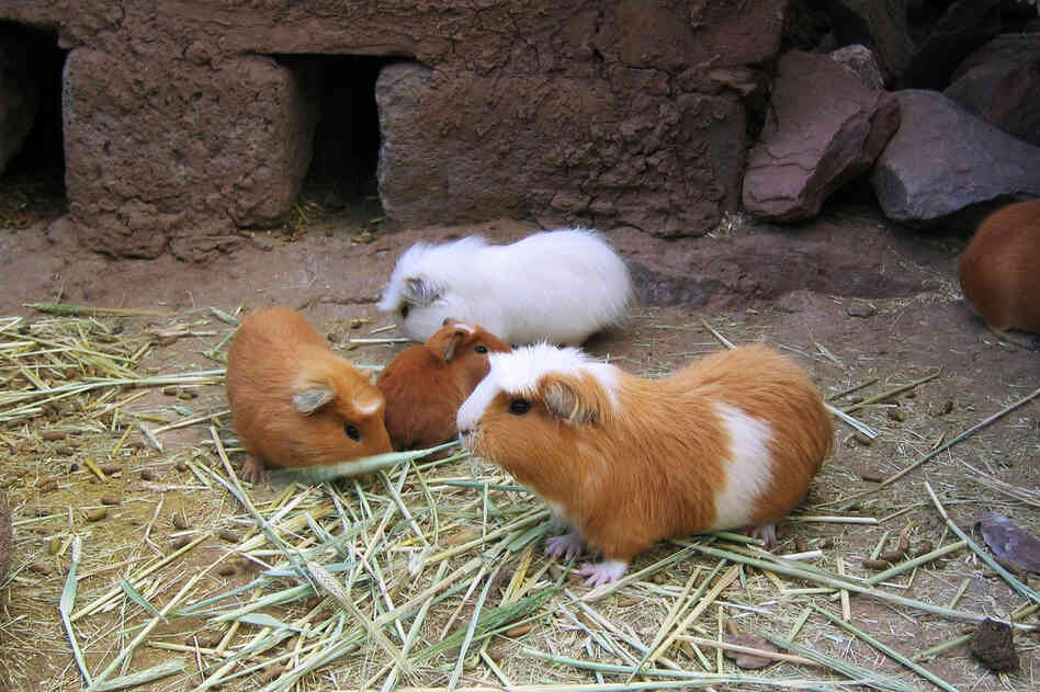 Can Guinea Pigs Eat Small World Rabbit Food Can Guinea Pigs Eat Small World Rabbit Food