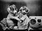 Puppies! Puppies!