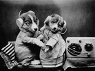 Puppies! Puppies!