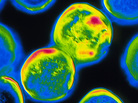 This bacterium-like microbe, Archaeoglobus fulgidus, seen here in a false-color image, can live in the high temperatures found near deep-sea vents. They can also survive by consuming perchlorate, a chemical used in rocket fuel. This bacterium-like microbe, Archaeoglobus fulgidus, seen here in a false-color image, can live in the high temperatures found near deep-sea vents. They can also survive by consuming perchlorate, a chemical used in rocket fuel.