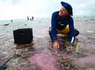 Ken Caldeira of the Carnegie Institution for Science takes a water sample during his experiment on part of the Great Barrier Reef. The water is slightly pink because his team is using a dye to trace an acid-neutralizing chemical as it flows across the reef. Ken Caldeira of the Carnegie Institution for Science takes a water sample during his experiment on part of the Great Barrier Reef. The water is slightly pink because his team is using a dye to trace an acid-neutralizing chemical as it flows across the reef.