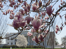 Blooming magnolia trees are seen along Pennsylvania Avenue in front of the White House on Saturday. This week, President Obama is speaking out on gun control, and will release his proposal for the nation's budget. Blooming magnolia trees are seen along Pennsylvania Avenue in front of the White House on Saturday. This week, President Obama is speaking out on gun control, and will release his proposal for the nation's budget.