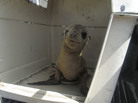More and more starving sea lions are being found stranded on California shores, and animal rehabilitation centers are at their maximum capacity. Experts say there are fewer fish for these mammals to feed on, but they don't know why. More and more starving sea lions are being found stranded on California shores, and animal rehabilitation centers are at their maximum capacity. Experts say there are fewer fish for these mammals to feed on, but they don't know why.