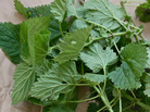 Nettles Nettles