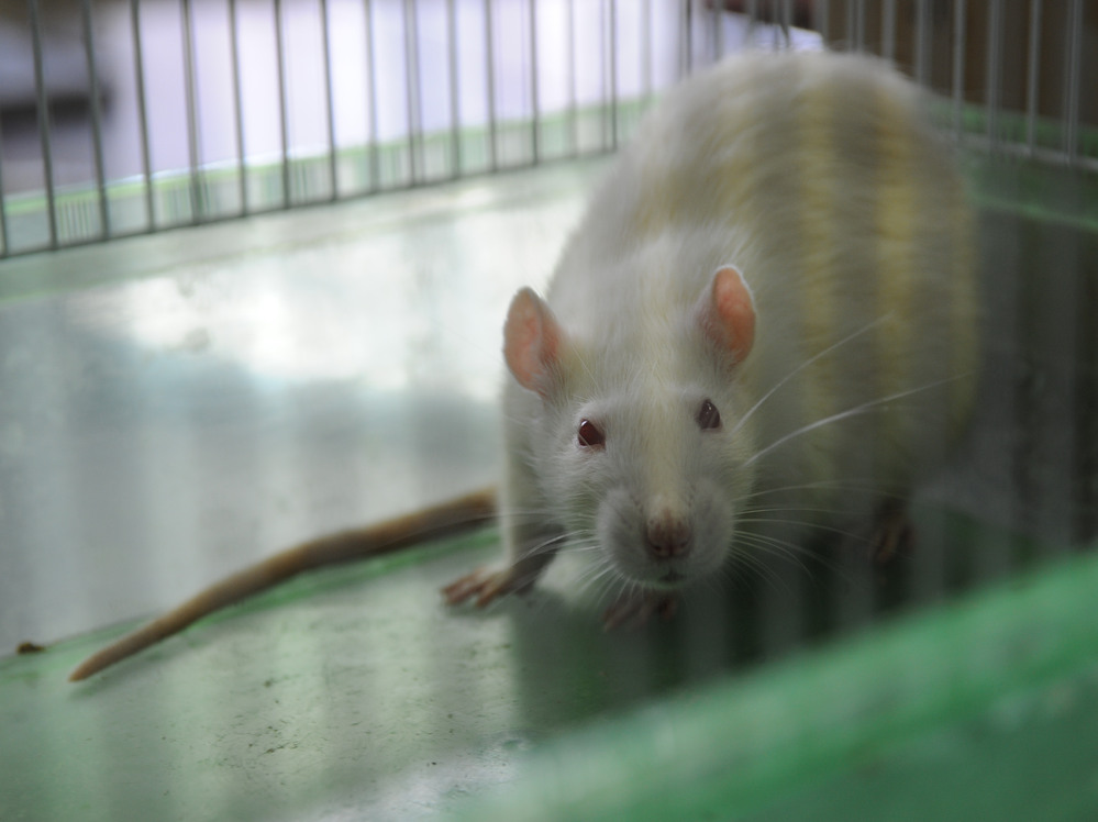 Scientists hope a new genetically modified rat will help them find Alzheimer's drugs that work on humans.