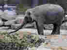 An elephant at the Emmen, Netherlands, zoo stands at the edge of a ditch in 2009, a day after another elephant fell into the ditch and died. An elephant at the Emmen, Netherlands, zoo stands at the edge of a ditch in 2009, a day after another elephant fell into the ditch and died.