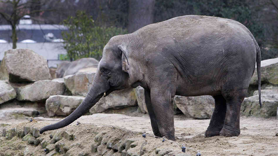 An elephant at the Emmen, Netherlands, zoo stands at the edge of a ditch in 2009, a day after another elephant fell into the ditch and died. An elephant at the Emmen, Netherlands, zoo stands at the edge of a ditch in 2009, a day after another elephant fell into the ditch and died.