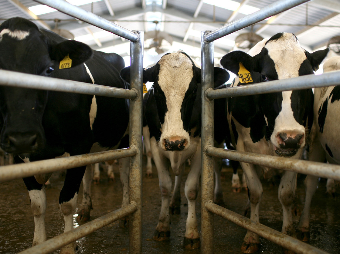 source; NPR - A Legal Twist In The Effort To Ban Cameras From Livestock Plants