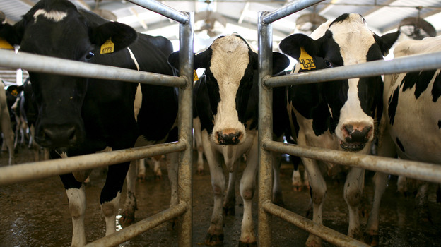 Cows wait to be milked at a California dairy farm. (Getty Images)