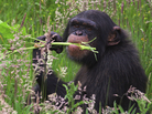 Is there a doctor in the house? Chimpanzees eat certain plants to rid themselves of parasites. Is there a doctor in the house? Chimpanzees eat certain plants to rid themselves of parasites.