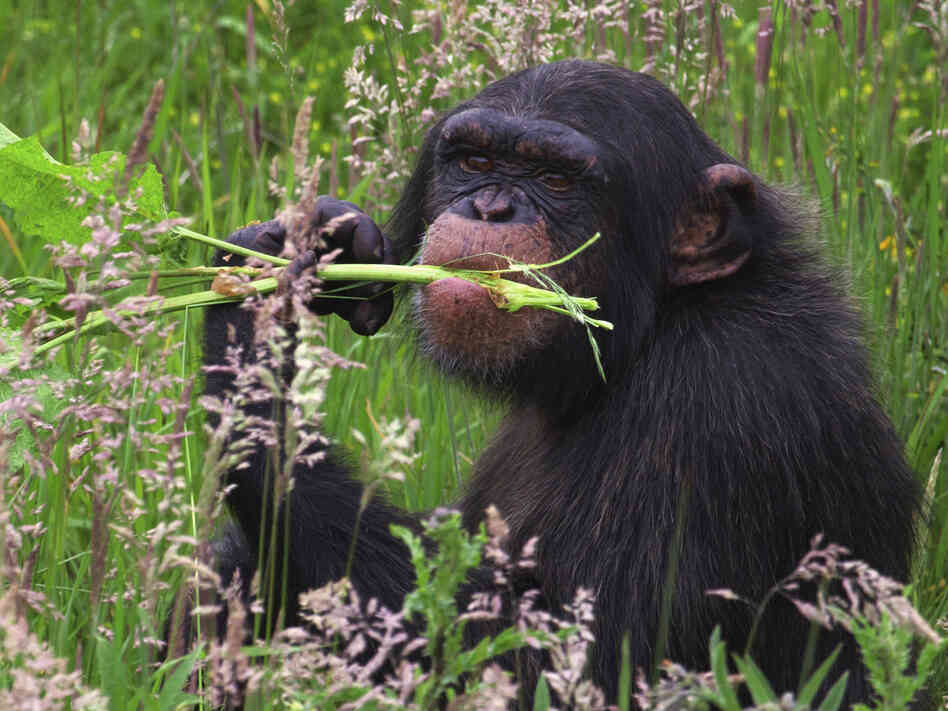 Is there a doctor in the house? Chimpanzees eat certain plants to rid themselves of parasites. Is there a doctor in the house? Chimpanzees eat certain plants to rid themselves of parasites.