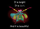 The Oatmeal: Mantis Shrimp The Oatmeal: Mantis Shrimp