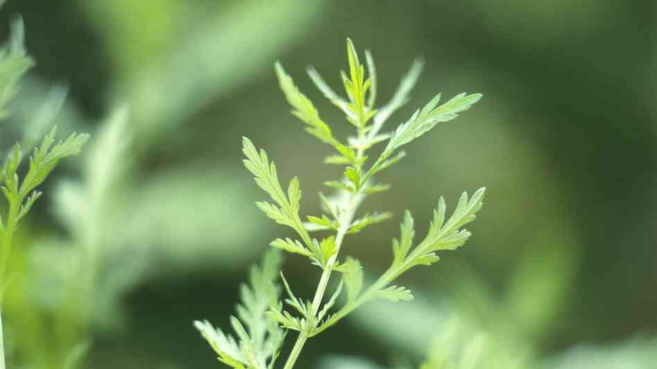 An extract of sweet wormwood has been used in China for thousands of years to treat malaria, but being able to make mass quantities of the extract has been elusive, until now. An extract of sweet wormwood has been used in China for thousands of years to treat malaria, but being able to make mass quantities of the extract has been elusive, until now.