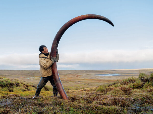 Wooly Mammoth Found Frozen
